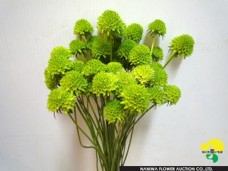 Scabiosa japonica Puree Green.jpg